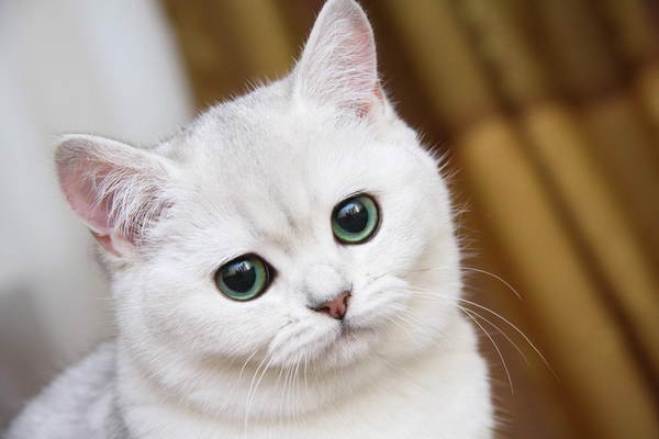 Котовторник