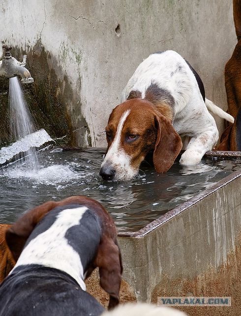Собакочетверг