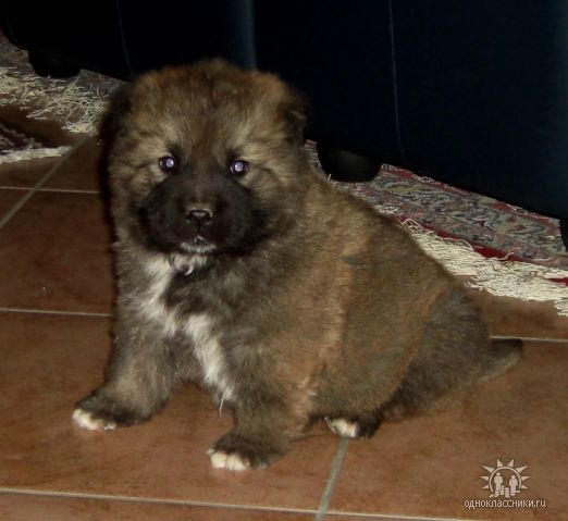 Щенки, которые выглядят как медвежата.