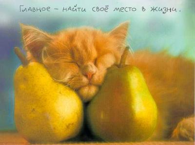 Коты, кошки, котята