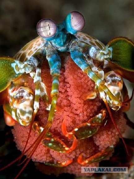 Скоро во всех гнёздах страны!... и не только