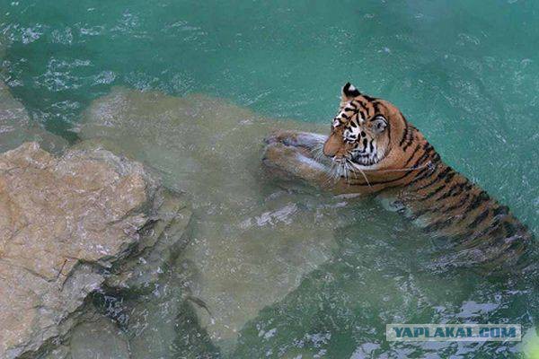 И за ушами помой! Как тигрица купала своего малыша