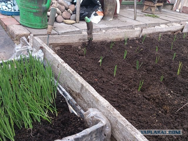 Как китайцы высаживают рассаду