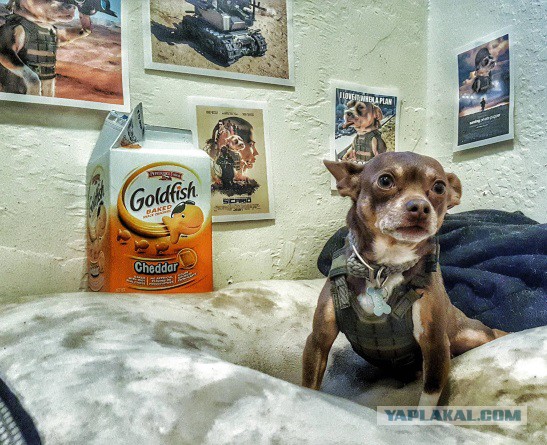 Купил чехол для пива. Собаке он пришелся по размеру...