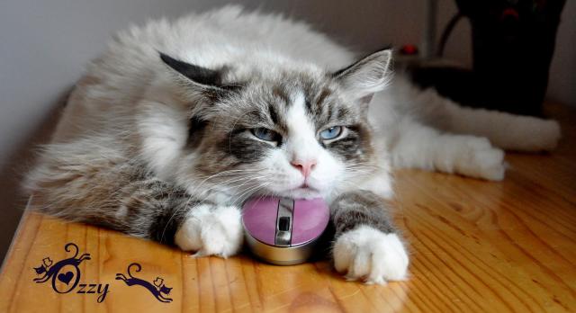 Коты из сети