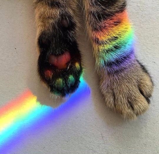 Коты из сети