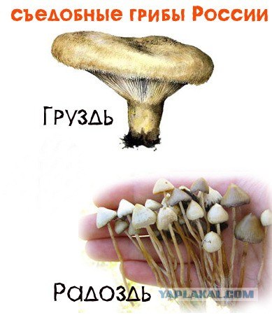 Легкая наркомания одолела внезапно