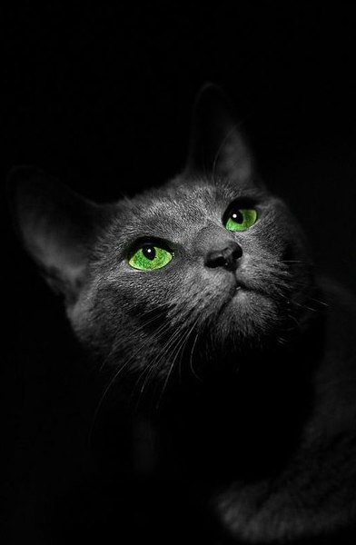 Коты и Кошки