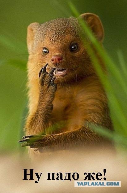 Пропажа или опять "золотая судья"