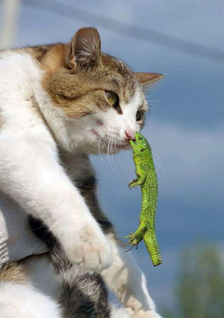 Коты и Кошки