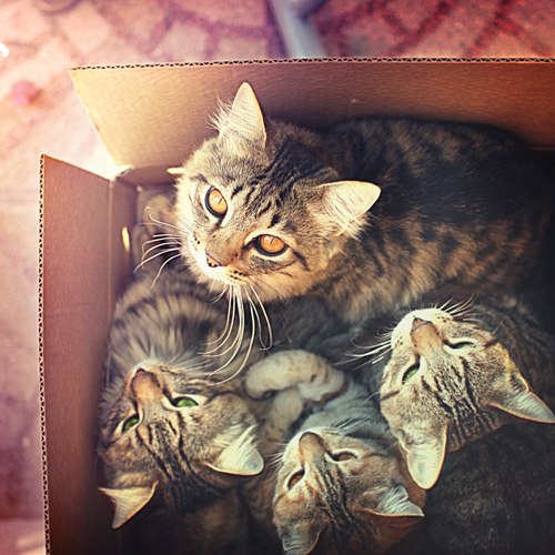 Коты и Кошки