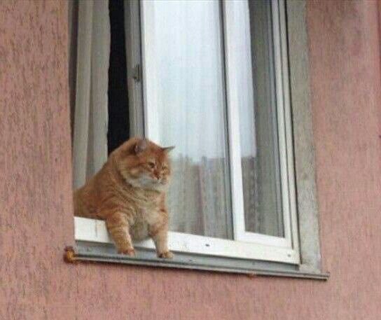 Прикольных котов пост