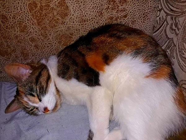 Котовторник 19.06.2018
