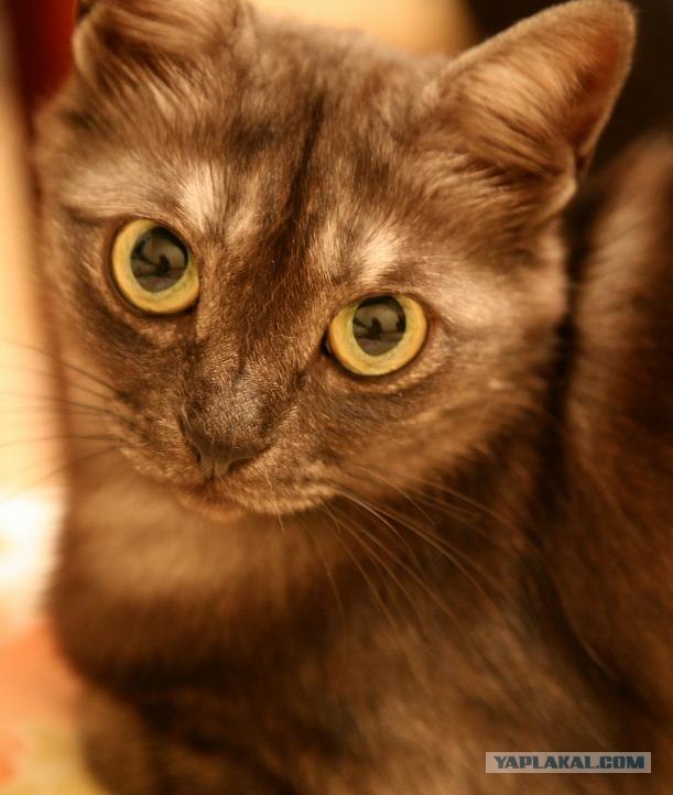 Котовторник на ЯПлакалъ 08.07.2008