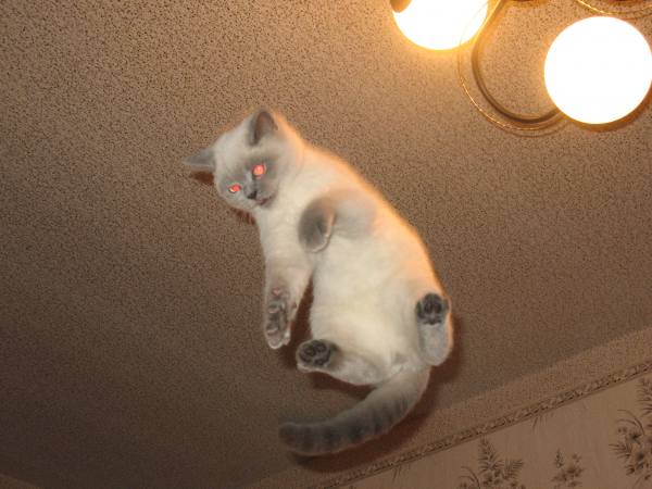 Уррааа! Котовторник на ЯПлакалъ!