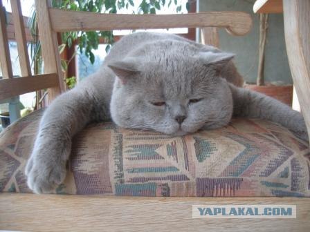 Котовторник на ЯПлакалъ! От числа 09.09.08