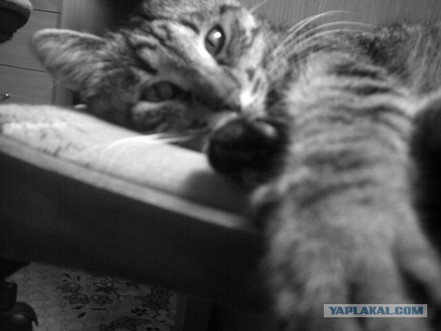 Котовторник на ЯПлакалъ
