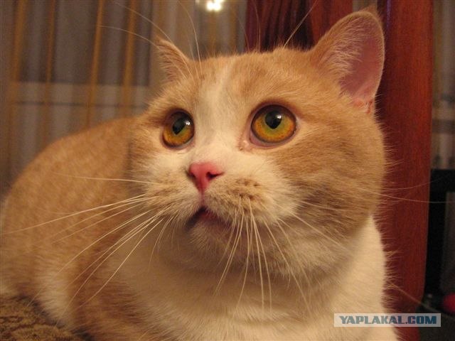 А как же котовторник?