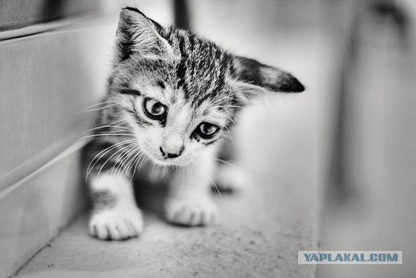 Котовторник на 31.03.2009