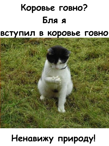 Lolcats - котовторник 33 лолокота!