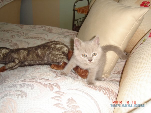 Котовторник: начало