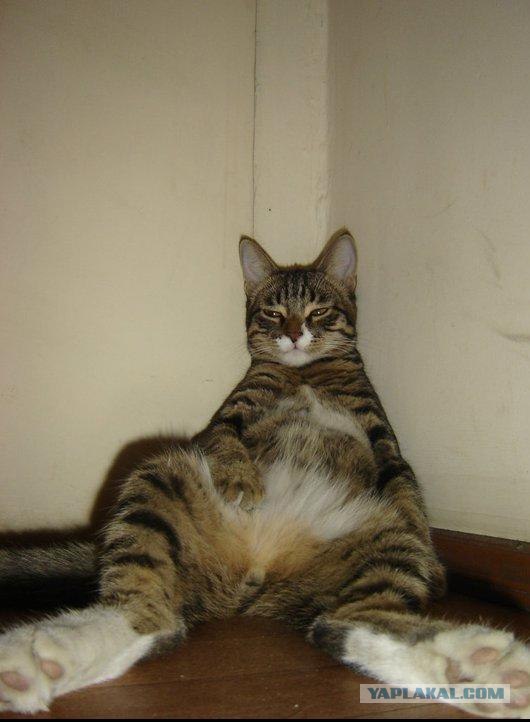 Коты, кошки и котята