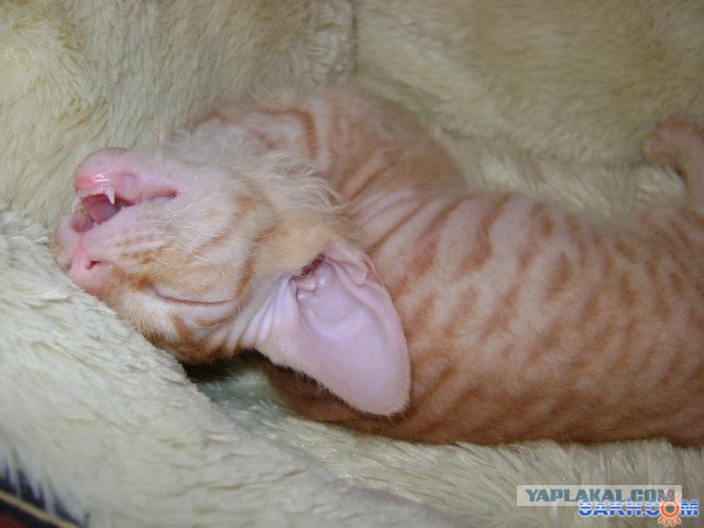 Котовторник