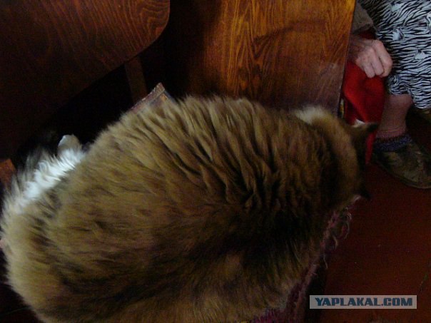 Котовторник с Максом