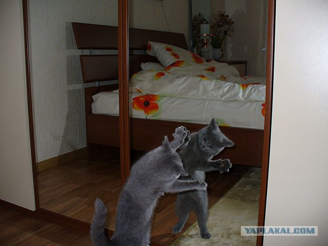 Сонный Котовторник