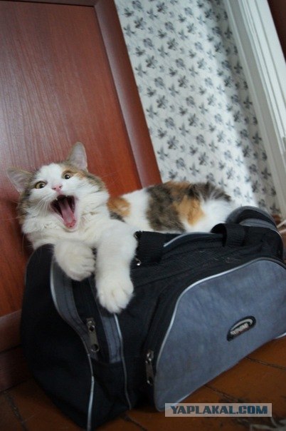 Котовторник так котовторник!