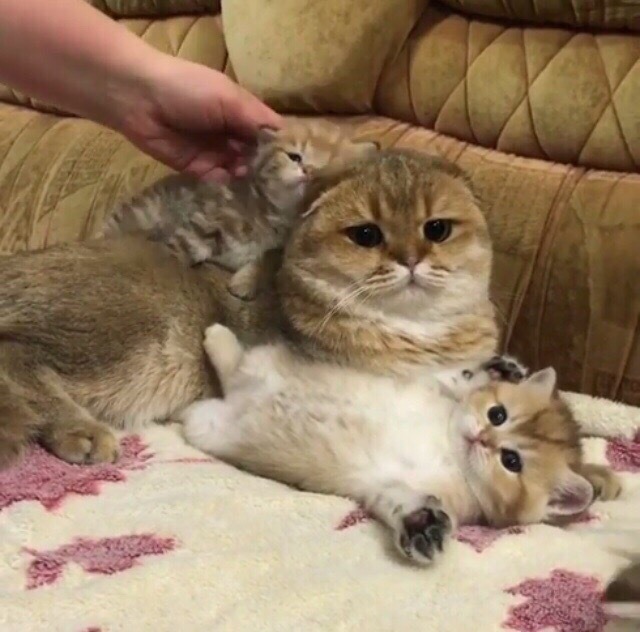 Прикольных котов пост