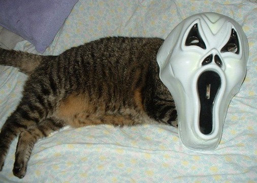 Котовторник 1.11.11