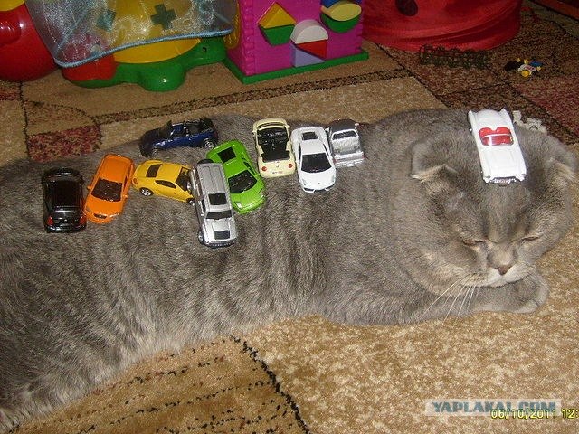 Котовторник  4.09.12