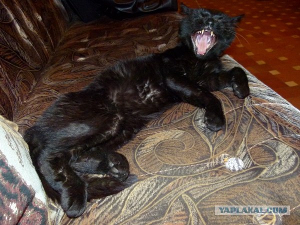 Котовторник ( 23.10. 2012. )