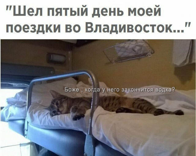 Анекдоты, соц-сети, истории и картинки с надписями