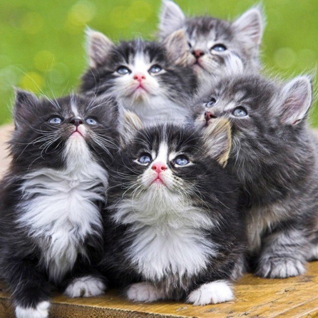 Забавные фото котеек