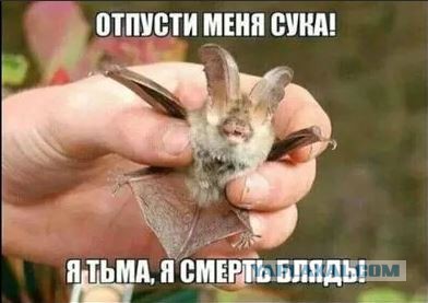 Никогда не суйте руки в морду незнакомой собаке