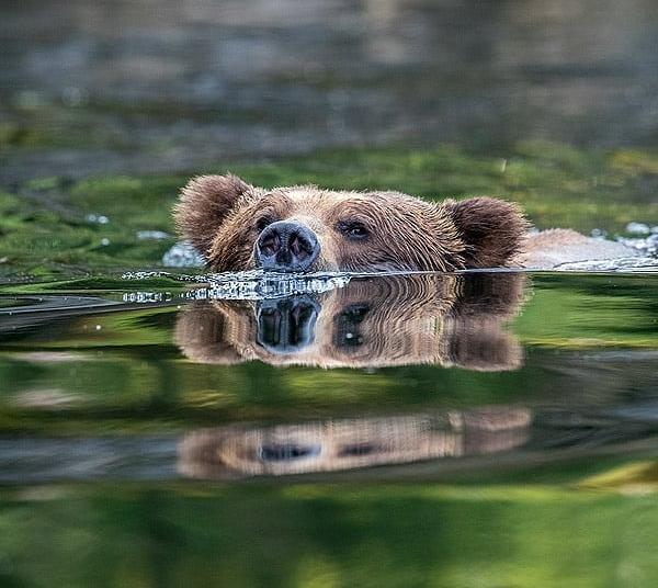 Медведи, это как котики, только медведи