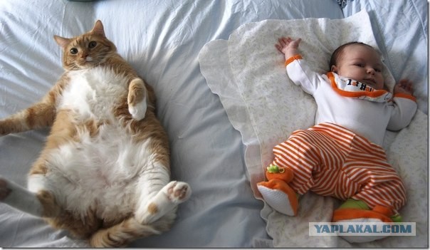 Про смешных котиков для детей