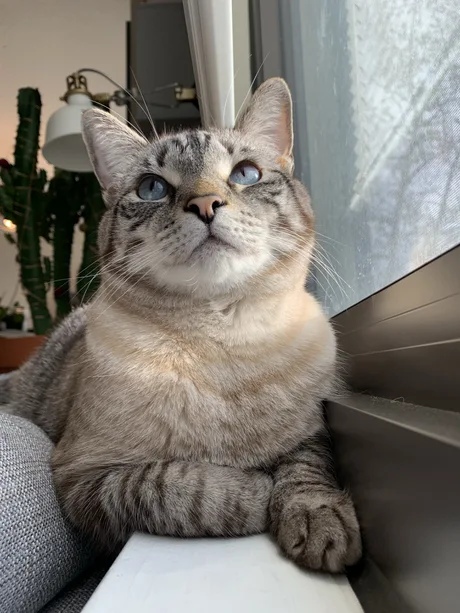 Коты из сети