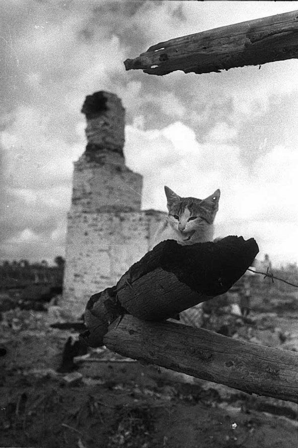 Война и Котики