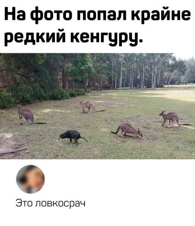 Весёлый полтишок 17.01.23