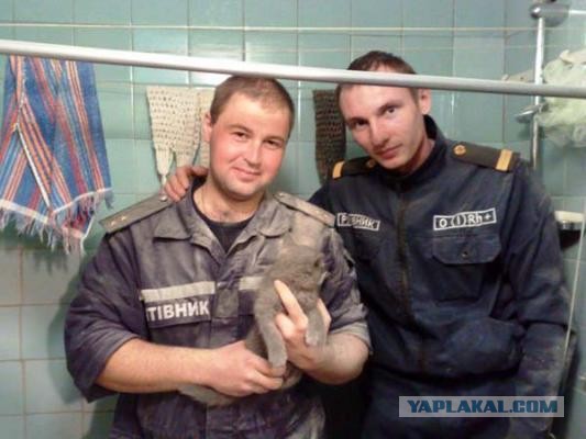 В Крыму ради котенка сломали стену в доме