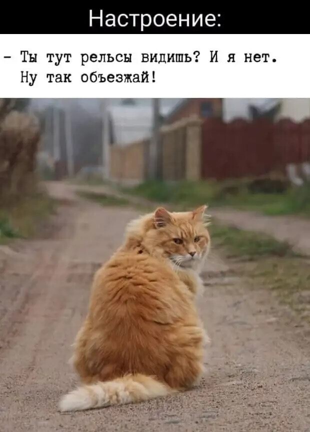 Котовторник в картинках