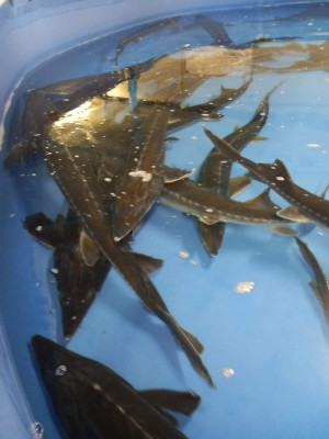 Бутан, таинственный Бутан