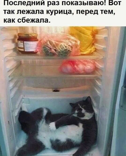 К котовторнику: подборка картинок-баянов с котиками и про котиков. Выпуск 26.
