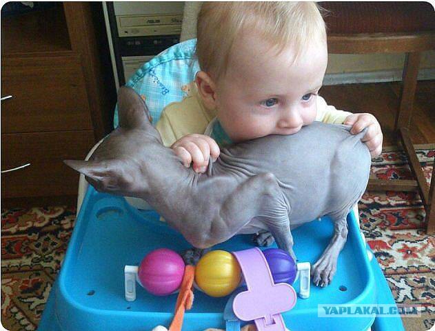 Смешные картинки, добавляйте свои!