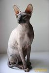 Самые злачные места египетского курорта