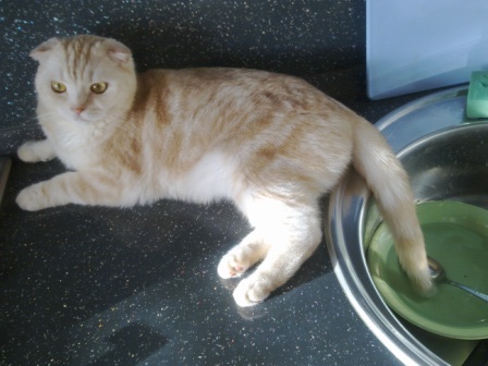 Котовторник 04.08.2015
