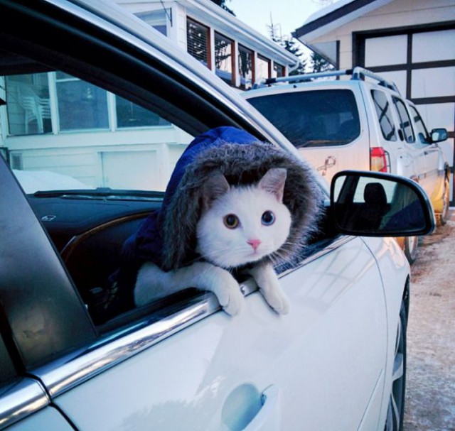 Некоторые факты о кошачьих рекордах